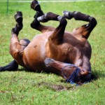 Horse Colic